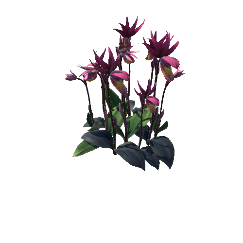 Flower Calypso Bulbosa1 3_1